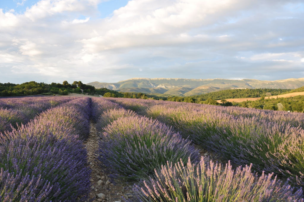 Manosque
